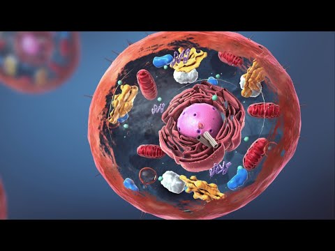 El núcleo de una célula: estructura y funciones principales