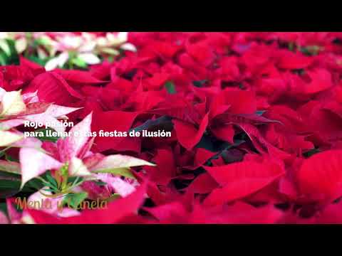 Envío de flores a domicilio en Madrid: la floristería Menta y Canela te sorprenderá con sus hermosos arreglos florales
