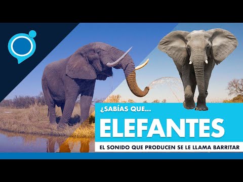 El fascinante sonido de los elefantes: ¿cómo se llama?