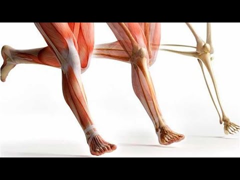 Tendones y músculos de la pierna: una guía completa para entender su función y cuidado