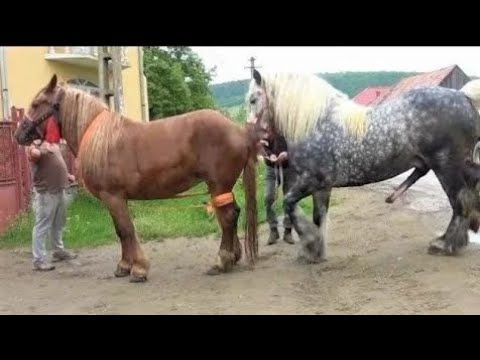 La oferta de yeguas y caballos en Coruña: encuentra tu compañero equino perfecto