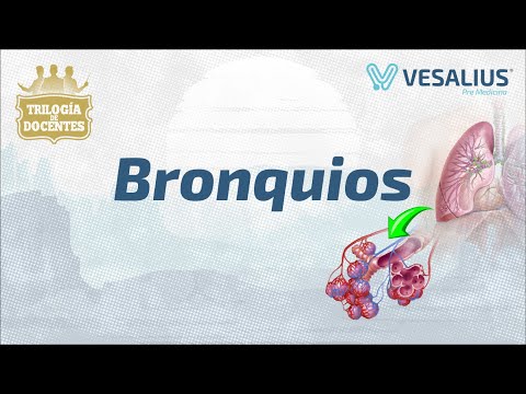 Bronquios vs. Bronquiolos: ¿Cuál es la diferencia entre ellos?