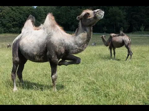 Cómo se dice camello en inglés: traducción y pronunciación.