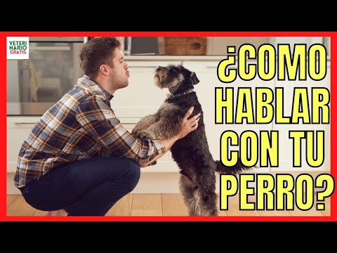 El lenguaje de los perros: cómo comunicarse con tu mascota en español