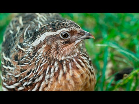 El nombre del pollo de la codorniz: una curiosidad avícola