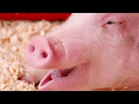 El sonido característico de los cerdos: ¿Cómo se llama?