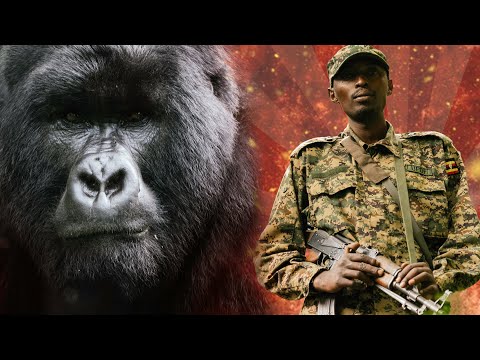 La población actual de gorilas de montaña en el mundo en 2024