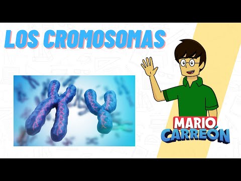 La importancia de los cromosomas en el funcionamiento celular