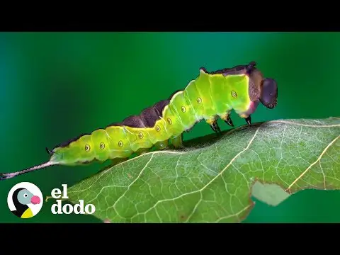 La fascinante oruga de la mariposa de la muerte: todo lo que debes saber.