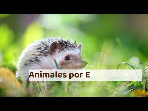 10 fascinantes animales que comienzan con la letra E