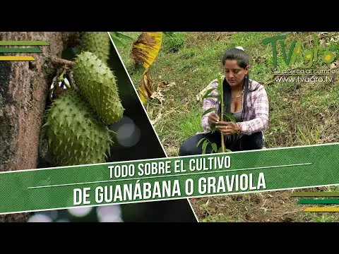 El nombre de la guanábana en España: ¿cómo se llama?