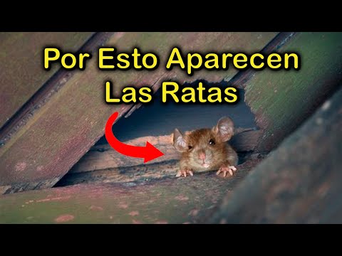 Las visitas nocturnas de las ratas: ¿qué debes saber?
