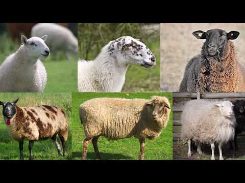 El peculiar sonido que emiten las ovejas: ¿Sabes cómo se llama?