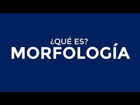 Explora la morfología: Estudio de la estructura de las palabras.
