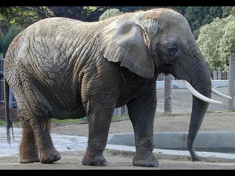 El sonido característico de los elefantes: ¿Sabes cómo se llama?