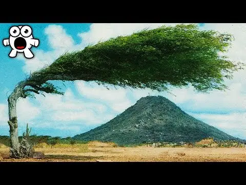 El árbol más diminuto del mundo: una maravilla de la naturaleza