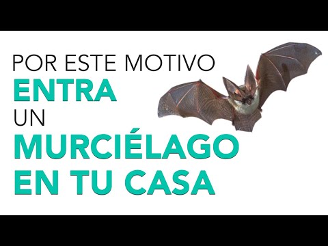 Aprende cómo se dice murciélago en inglés en este artículo de IESRibera
