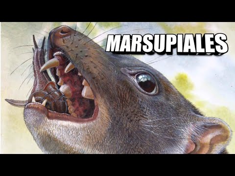 Los marsupiales herbívoros de Australia que pesan entre 25 y 30 kg: una fascinante mirada a su dieta y características.