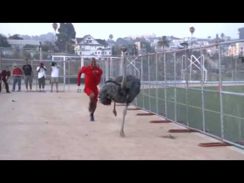 La velocidad a la que corre el avestruz