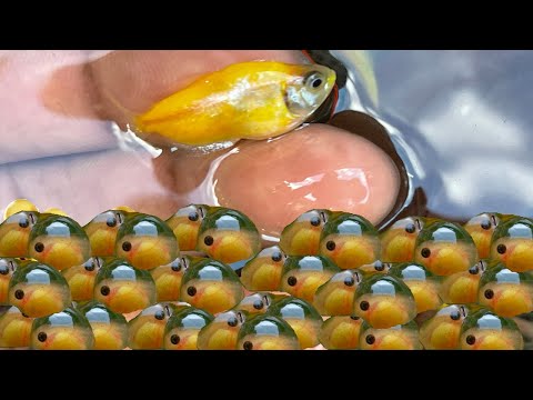 La fascinante reproducción de los peces: cuando un pez libera sus huevos