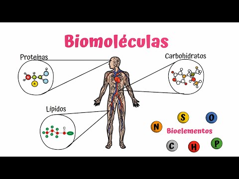 Comprendiendo las biomoléculas: una mirada profunda a los componentes esenciales de la vida