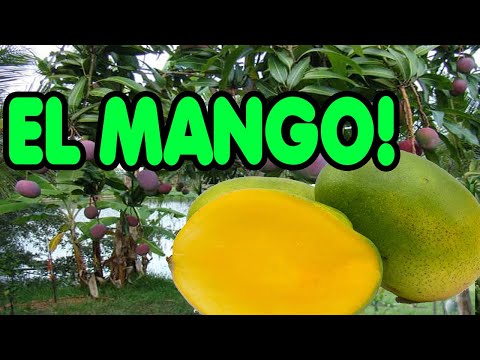 El nombre del árbol de mangos: todo lo que necesitas saber