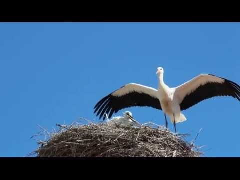 El peso promedio de un nido de cigüeña: todo lo que necesitas saber
