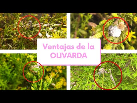 La olivarda: planta de la familia de las compuestas