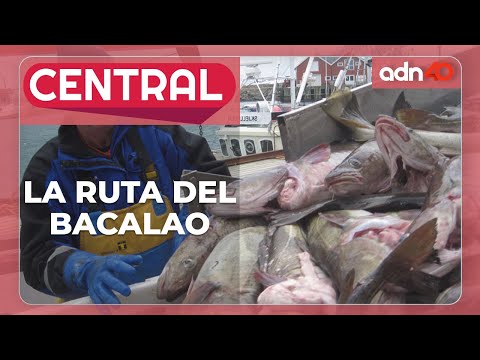 Pesca del bacalao en España: los mejores lugares para capturarlo