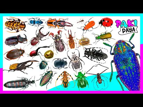 Animales que se alimentan de insectos: Conoce sus nombres comunes.