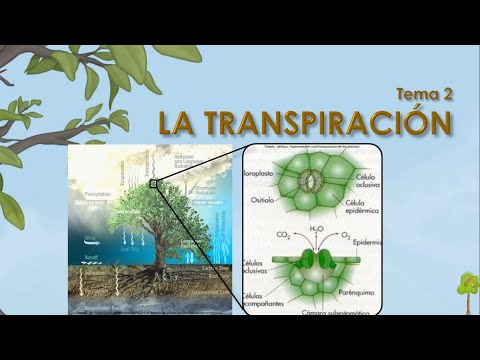 La función de la transpiración en las plantas