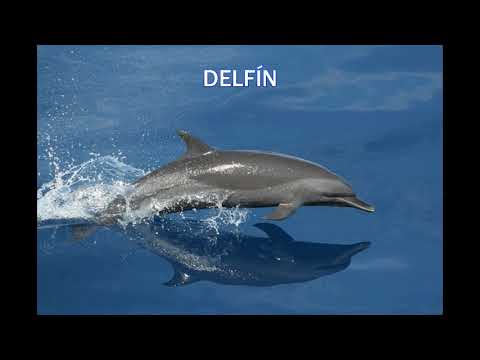 Aprende cómo se dice delfín en inglés de forma rápida y sencilla