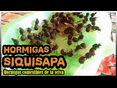 Hormigas comestibles de la selva peruana: Un manjar exótico y nutritivo