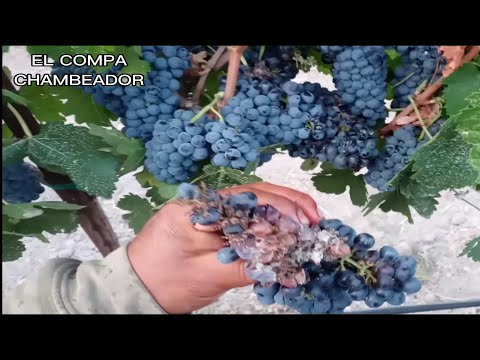 Cómo prevenir la escobajo raspa del racimo de uvas en la vid