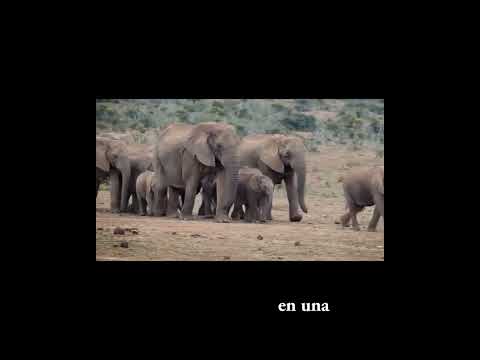 El increíble poder de la memoria de elefante: ¿Qué significa realmente?