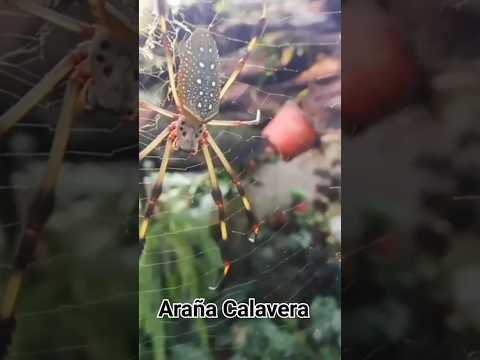 Increíble hallazgo: un insecto con una calavera en su espalda