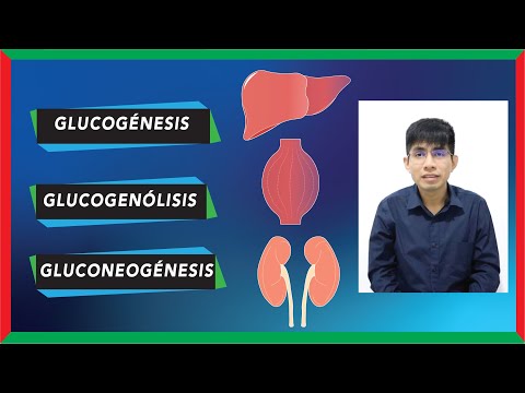 La gluconeogénesis: el proceso de producción de glucosa en el organismo.