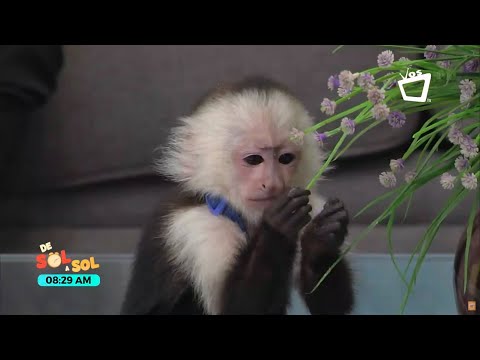 La legalidad de tener monos como mascotas en España en 2024