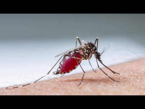 Cómo expulsar a un mosquito de su escondite