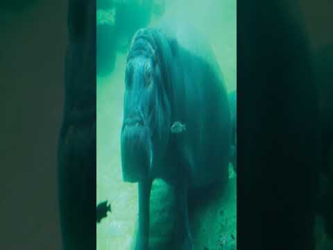 El asombroso tiempo que un hipopótamo puede pasar bajo el agua