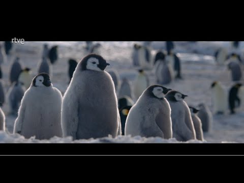 La fascinante adaptación del pingüino al frío polar