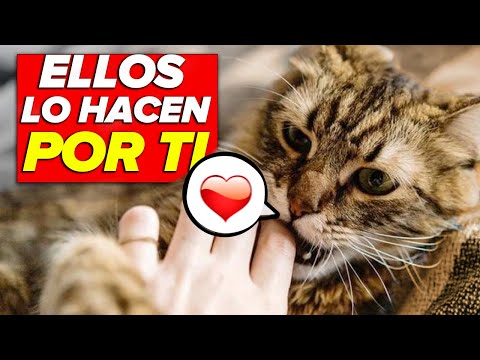 El fascinante mundo felino: Ser gato en Madrid