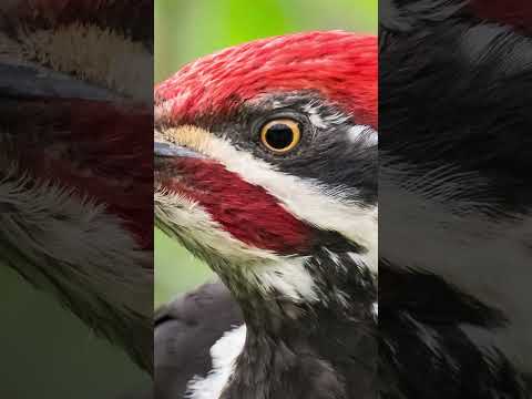 La curiosa anatomía del ave con la panza plana