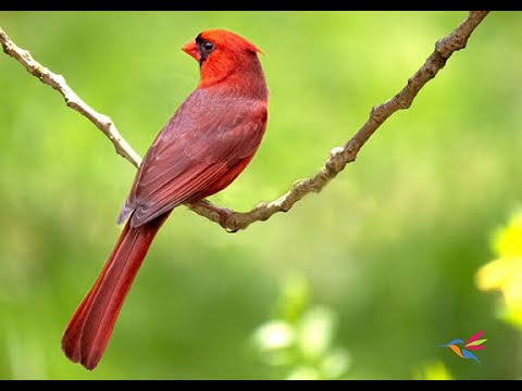 El increíble pájaro insectívoro de América del Sur