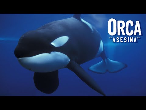 La traducción de orca al inglés: todo lo que necesitas saber.