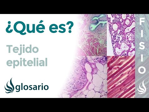 La ubicación del epitelio glandular en el cuerpo humano