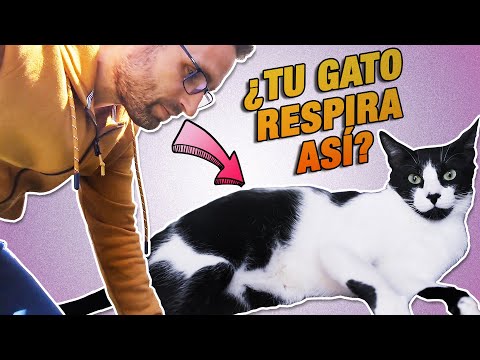 Cómo aliviar la respiración agitada de un gato