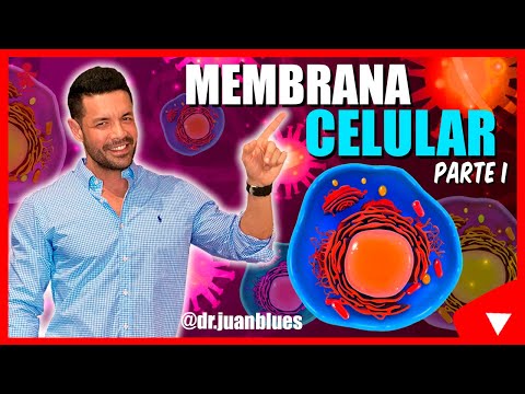 La membrana plasmática en la célula procariota: estructura y funciones.