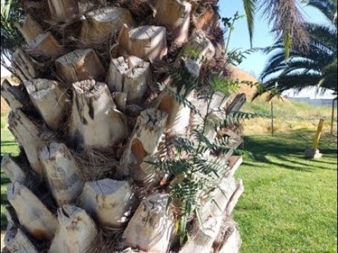 El fascinante tronco de la palmera: una estructura única en el reino vegetal