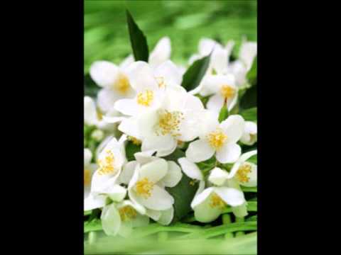 Las características de las flores de jazmín